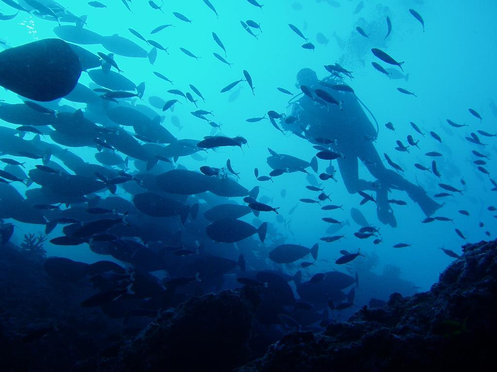 Lagoon View Maldives Гостьовий будинок Bodufolhudhoo
